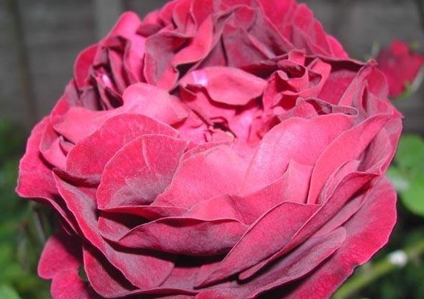 Hybrid Perpetual Rose Souvenir du Dr. Jamain
