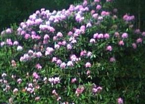 Rhododendron Species, Pontic Rhododendron