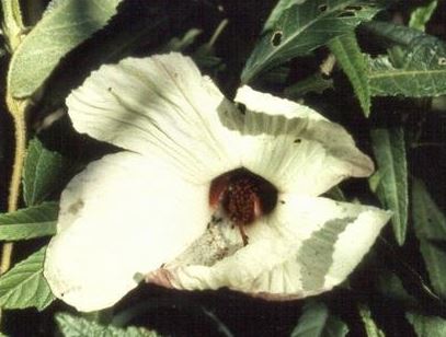 Hibiscus Species, Native Rosella