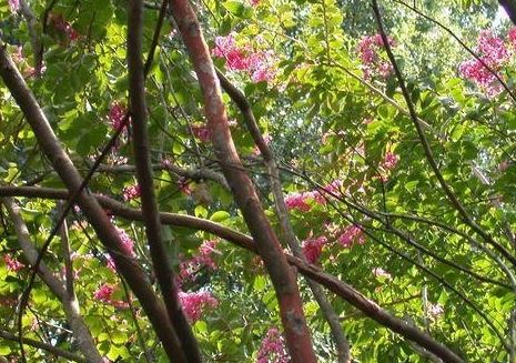 Lagerstroemia, Crape Myrtle, Japanese Crepe Myrtle Miami