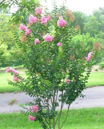 Lagerstroemia, Crape Myrtle, Crepe Myrtle Pecos