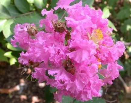 Lagerstroemia, Crape Myrtle, Crepe Myrtle Pink Lace