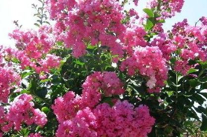 Lagerstroemia, Crape Myrtle, Crepe Myrtle Seminole