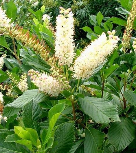 Clethra, Summersweet, Sweet Pepper Bush Rosea