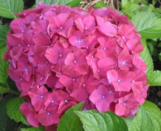 Bigleaf Hydrangea, French Hydrangea, Mophead Alpengluhen