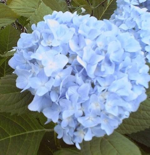 Bigleaf Hydrangea, French Hydrangea, Mophead Altona