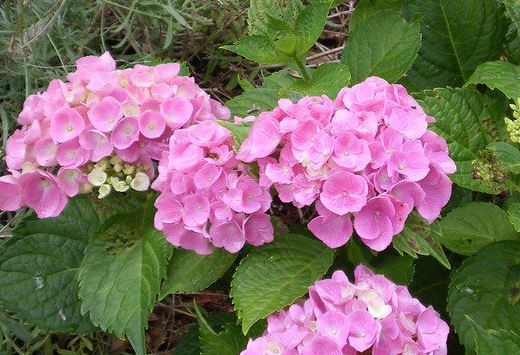 Bigleaf Hydrangea, French Hydrangea, Mophead Brestenburg