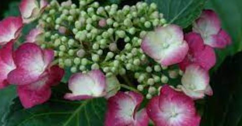 Bigleaf Hydrangea, Lacecap Fasan