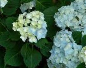 Bigleaf Hydrangea, French Hydrangea, Mophead Frillibet
