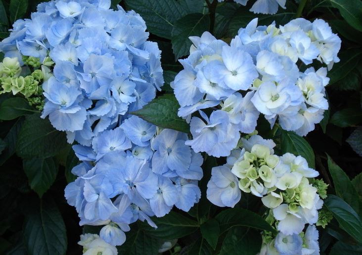 Bigleaf Hydrangea, French Hydrangea, Mophead Garten Baudirektor Kuhnert