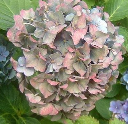 Bigleaf Hydrangea, French Hydrangea, Mophead Goliath