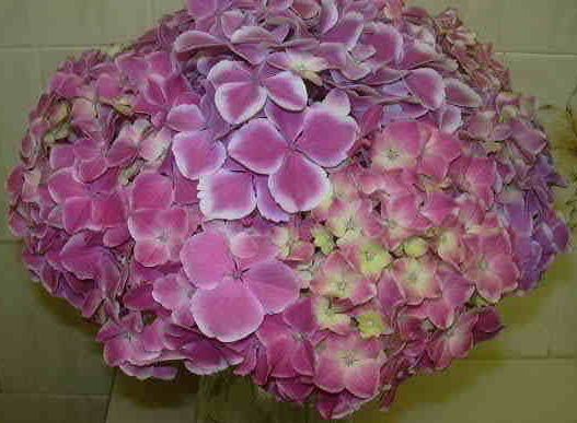 Bigleaf Hydrangea, French Hydrangea, Mophead Harlequin