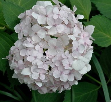 Bigleaf Hydrangea, Lacecap Hobella