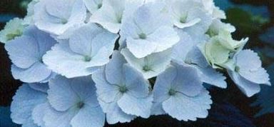 Bigleaf Hydrangea, French Hydrangea, Mophead Hopaline