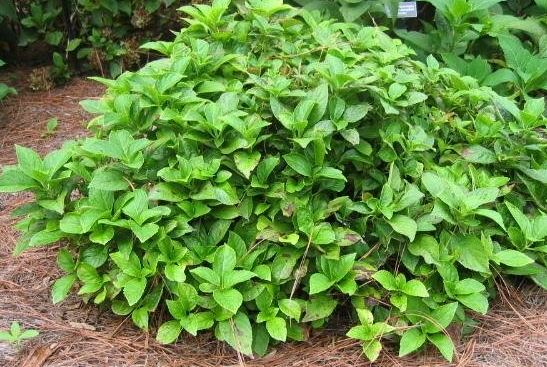 Bigleaf Hydrangea, French Hydrangea, Mophead Hornli