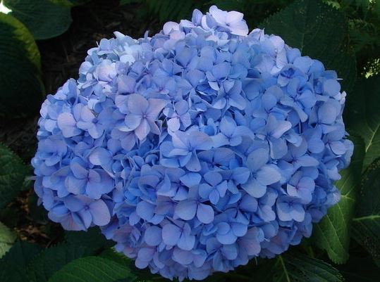 Bigleaf Hydrangea, French Hydrangea, Mophead Otaksa