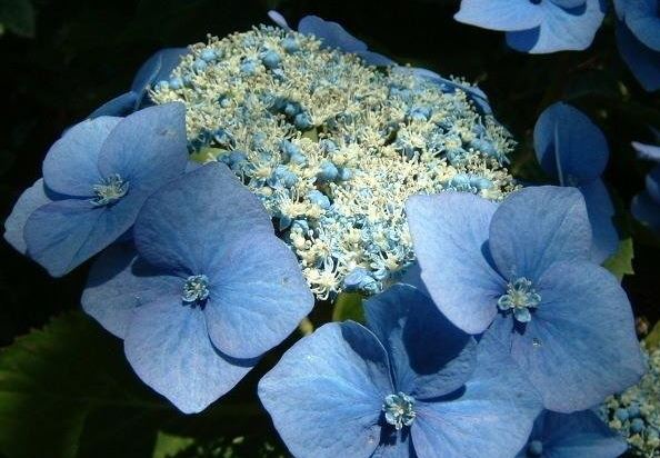 Bigleaf Hydrangea, Lacecap Pink Lace Cap