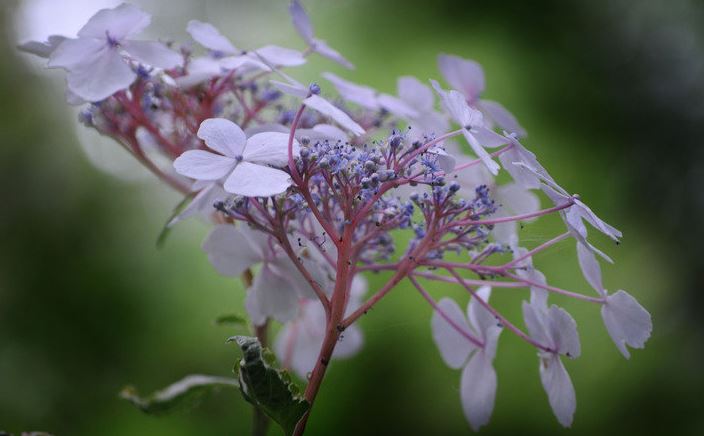 Bigleaf Hydrangea, Lacecap Quadricolor