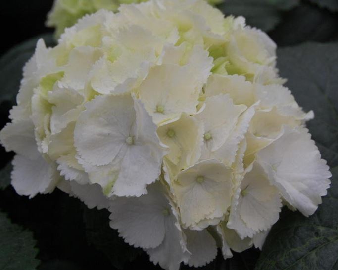 Bigleaf Hydrangea, French Hydrangea, Mophead Regula