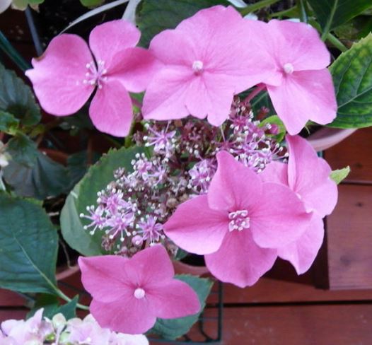 Bigleaf Hydrangea, Lacecap Rotdrossel