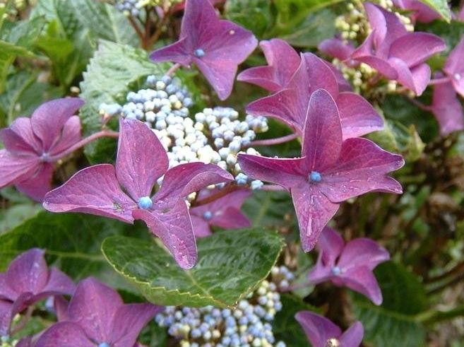 Bigleaf Hydrangea, Lacecap Rotschwanz