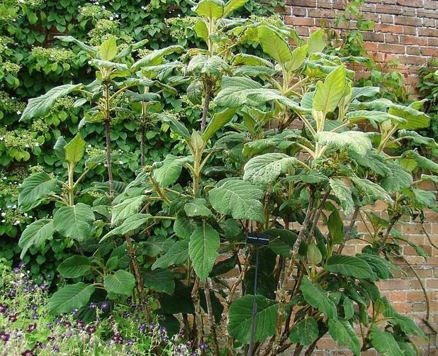 Sargent Hydrangea, Climbing Hydrangea Sargentiana