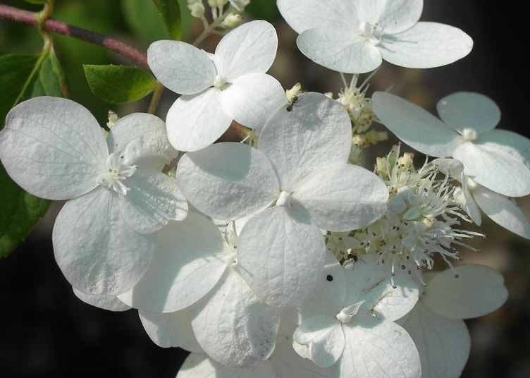 Panicle Hydrangea, Tree Hydrangea Pink Diamond