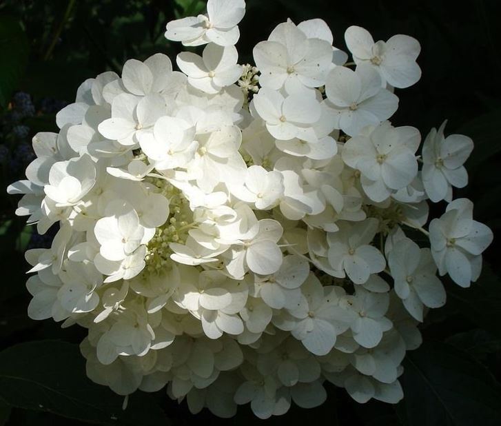 Panicle Hydrangea, Tree Hydrangea White Moth