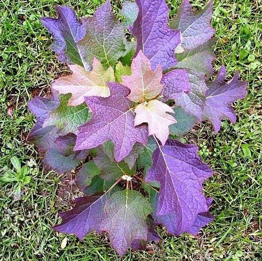 Oakleaf Hydrangea Burgundy