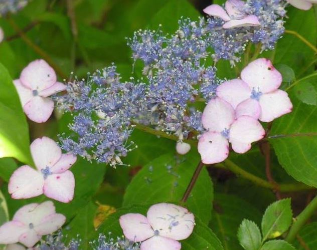 Mountain Hydrangea Beni Gaku