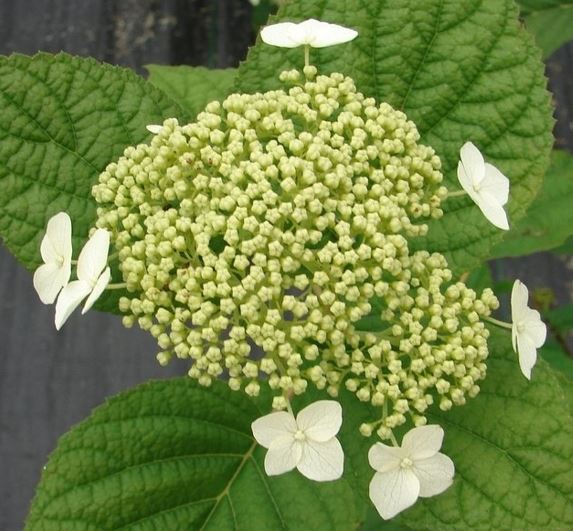 Smooth Hydrangea, Wild Hydrangea, Sevenbark Dardom