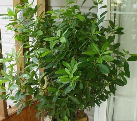 Illicium Species, Star Anise Tree, Japanese Anise Tree