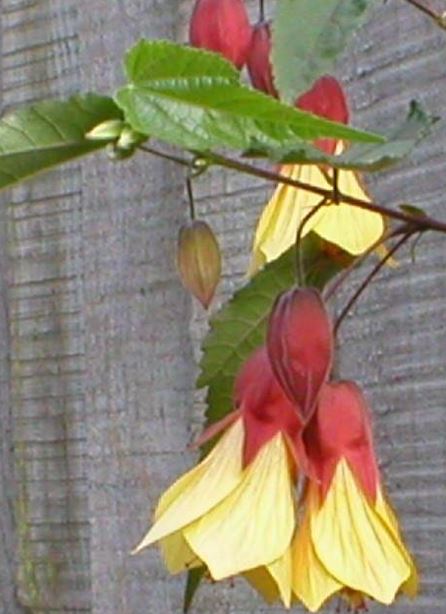 Abutilon, Flowering Maple Kentish Belle