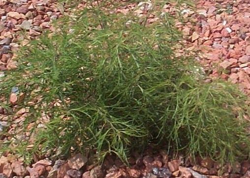 Cutleaf Birch Trosts Dwarf