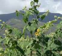 Abutilon Species, Hairy Indian Mallow