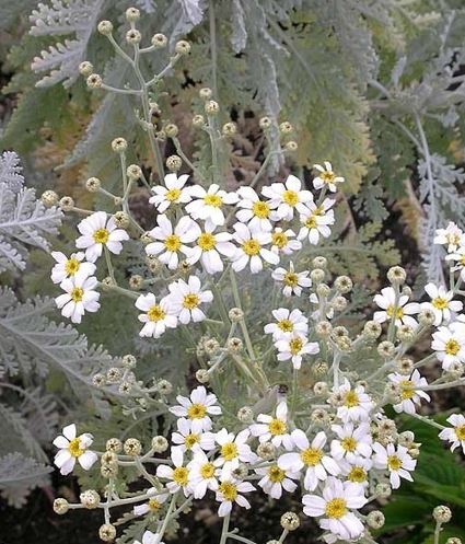 Tanacetum Species, Silver Feather, Silver Lace Bush