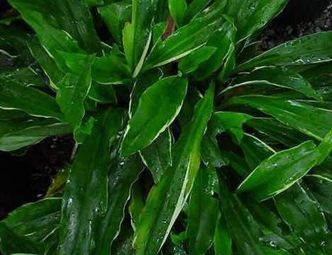 Variegated Peacock Ginger, Variegated Ginger Lily