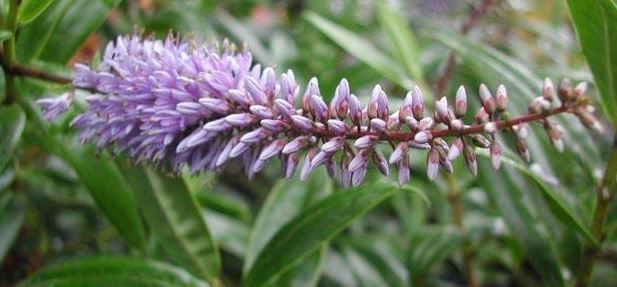 Veronica, Hebe Midsummer Beauty