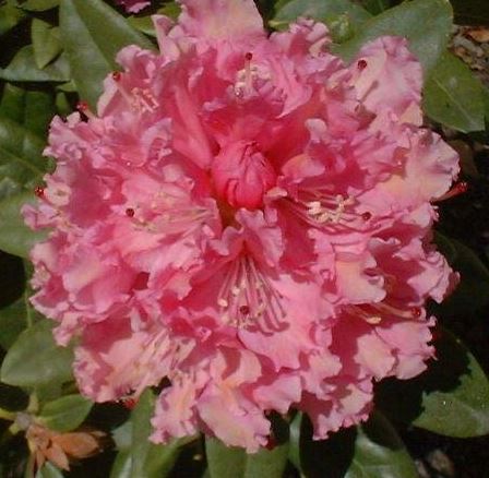 Rhododendron, Rocket Rhododendron Rocket