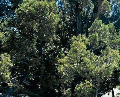 Utah Juniper, Bigberry Juniper, Desert Juniper