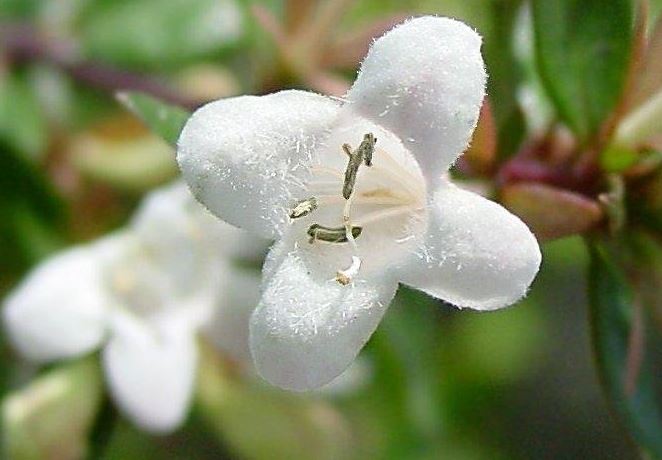 Zabelia, Glossy Abelia Sherwoodii