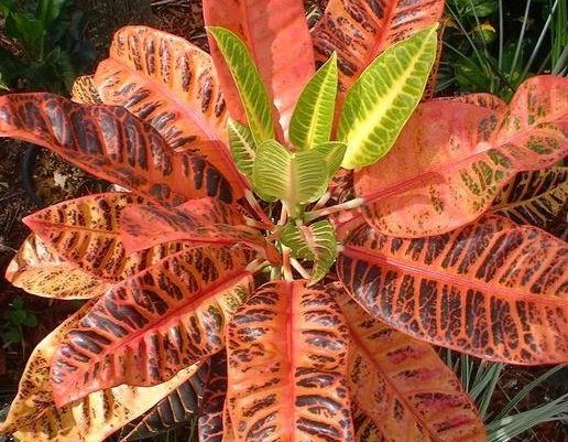 Croton Rheedii