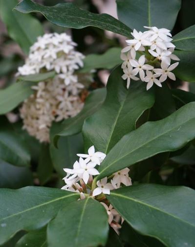 Acokanthera Species, Bushmans Poison, Dune Poison-Bush, Wintersweet