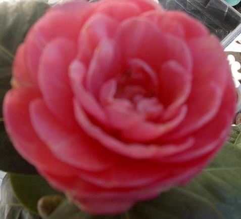 Common Camellia, Japanese Camellia Pearl Maxwell