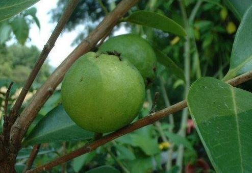 Psidium Species, Lemon Guava, Kuawa-Lemi