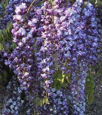 Wisteria, Double Japanese Wisteria Violacea Plena