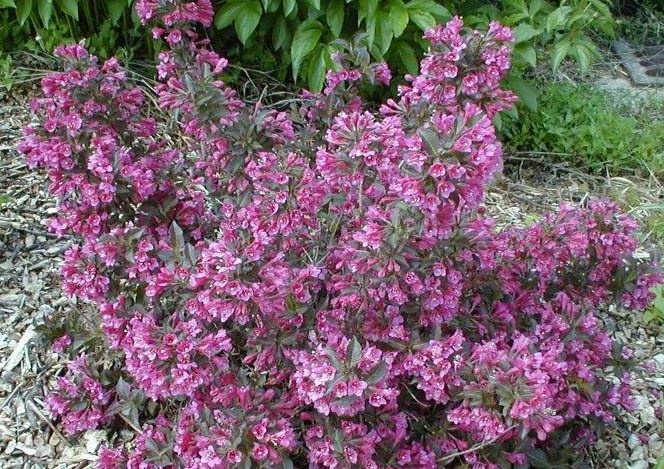 Weigela Tango