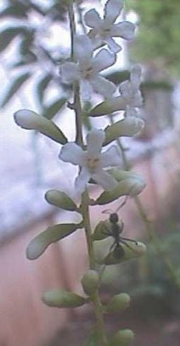 Fiddlewood Tree, Spiny Fiddlewood