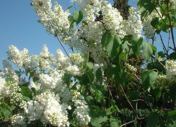 Syringa, Common Lilac, French Lilac Madame Lemoine