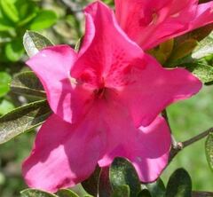 Rhododendron Species, Satsuki Azalea, Southern Indica Hybrid Azalea